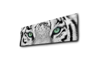 ASIR Obraz na plátne s LED podsvietením BIELY TIGER 30 cm obr-1